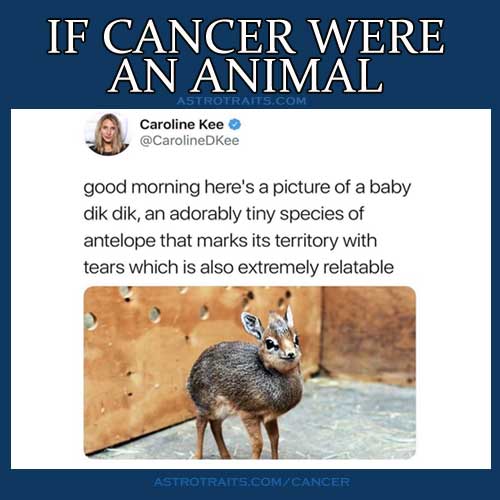 Cancer Zodiac Sign Memes